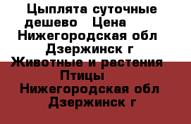 Цыплята суточные дешево › Цена ­ 60 - Нижегородская обл., Дзержинск г. Животные и растения » Птицы   . Нижегородская обл.,Дзержинск г.